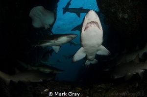 I think I counted 16 Grey Nurse shark and a Bull Ray in t... by Mark Gray 